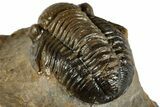 Detailed Gerastos Trilobite Fossil - Morocco #351281-5
